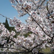 桜の季節 | スタッフブログ