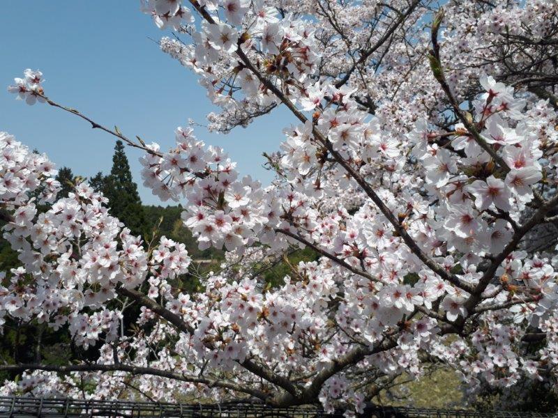 桜の季節 | スタッフブログ