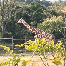 はじめまして、到津の森公園 | スタッフブログ