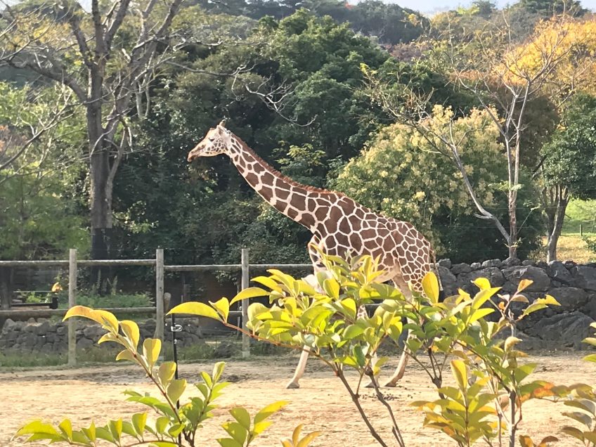 はじめまして、到津の森公園 | スタッフブログ