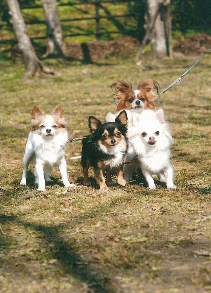 愛犬たち | スタッフブログ