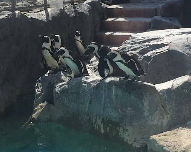 ファーストペンギン | スタッフブログ