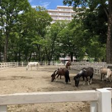 住宅街の公園の馬 | スタッフブログ