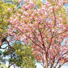 桜若葉 | スタッフブログ