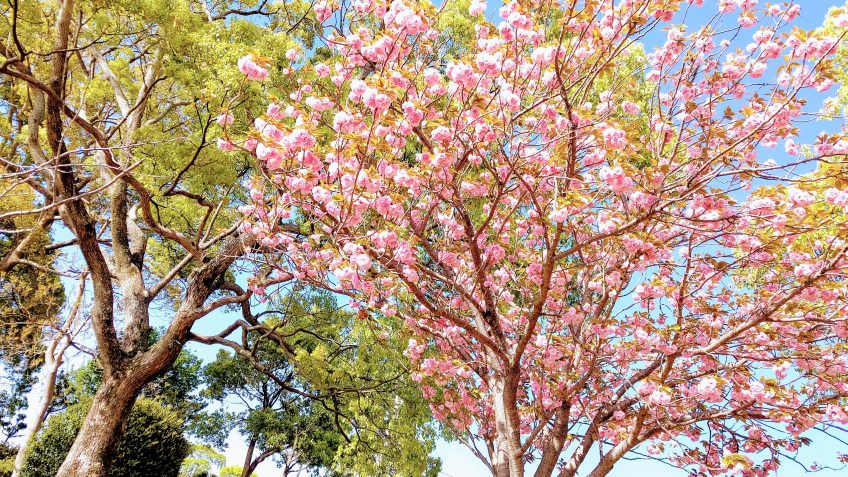 桜若葉 | スタッフブログ