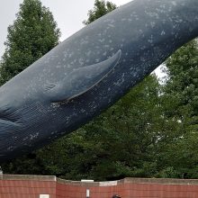 入社のご挨拶（東京事務所　石川 麻衣） | スタッフブログ