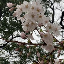 雨の日の桜 | スタッフブログ
