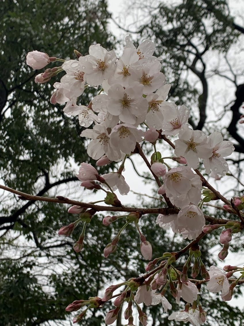 雨の日の桜 | スタッフブログ